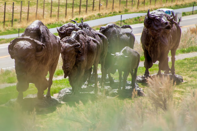 Bison Herd Sculpture National Museum of Wildlife Art Jackson Wyoming Grand Tetons National Park