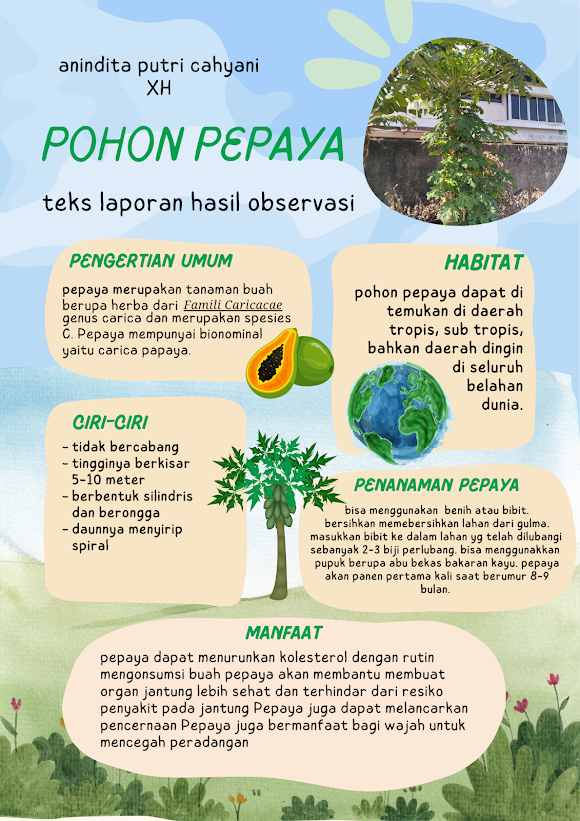 Infografik Laporan Hasil Observasi Pohon Pepaya