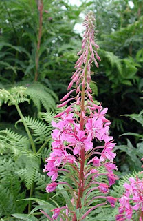 rosebay willowherb