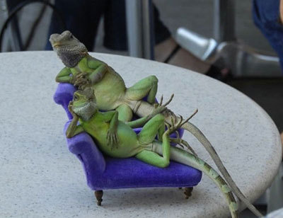 Funny Lizards - Relax like Lizards, Amazing Photos...