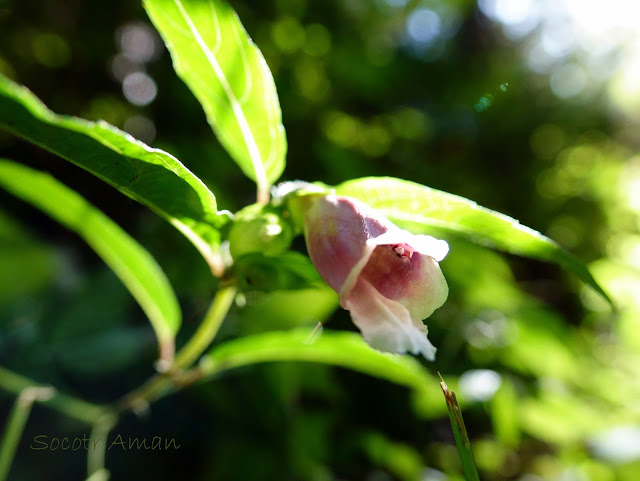 Chelonopsis moschata