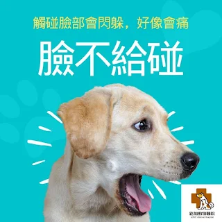 拉布拉多犬轉頭