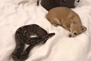 BOOP GIF Puppy and Snake Kissing 