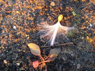 milkweed angel