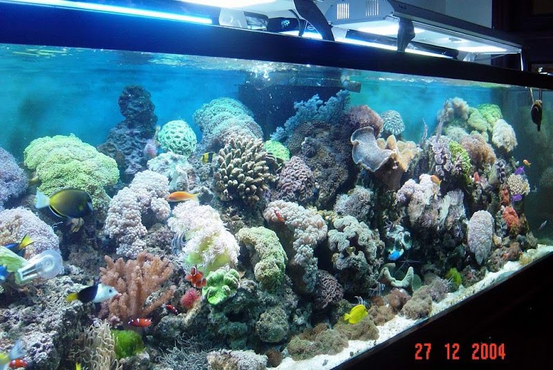 Inspirasi Penting Ikan Hias Aquarium, Konsep Terbaru!