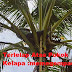 Terlelap Atas Pokok Kelapa