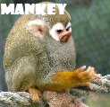 [mankey.png]