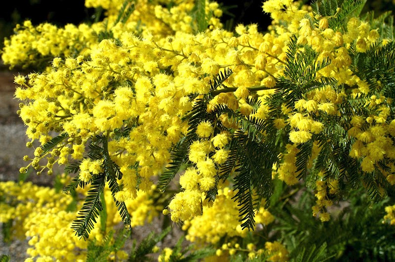 Info Terkini Acacia Tree Flowers