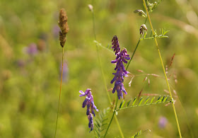 Norfolk countryside in July