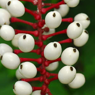 Especies y variedades de Actaea