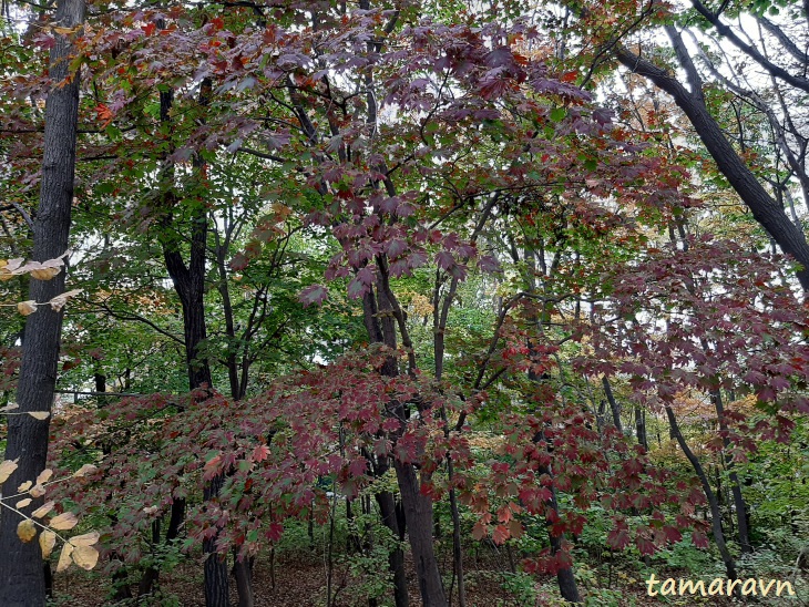 Клён ложнозибольдов (Acer pseudosieboldianum) с багряными листьями