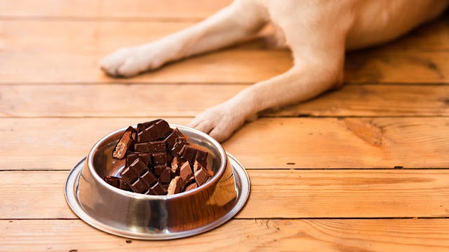 Saiba porque chocolate é tóxico para cachorro e gato