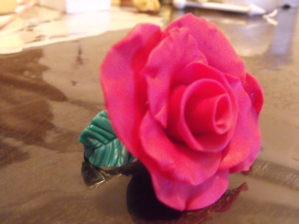 Rosa rosa