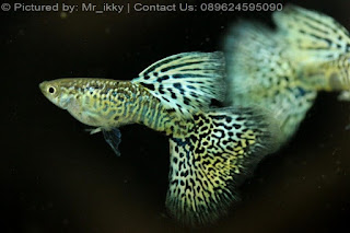 Jual Thailand Guppy Yellow Cobra,  Harga Thailand Guppy Yellow Cobra,  Toko Thailand Guppy Yellow Cobra,  Diskon Thailand Guppy Yellow Cobra,  Beli Thailand Guppy Yellow Cobra,  Review Thailand Guppy Yellow Cobra,  Promo Thailand Guppy Yellow Cobra,  Spesifikasi Thailand Guppy Yellow Cobra,  Thailand Guppy Yellow Cobra Murah,  Thailand Guppy Yellow Cobra Asli,  Thailand Guppy Yellow Cobra Original,  Thailand Guppy Yellow Cobra Jakarta,  Jenis Thailand Guppy Yellow Cobra,  Budidaya Thailand Guppy Yellow Cobra,  Peternak Thailand Guppy Yellow Cobra,  Cara Merawat Thailand Guppy Yellow Cobra,  Tips Merawat Thailand Guppy Yellow Cobra,  Bagaimana cara merawat Thailand Guppy Yellow Cobra,  Bagaimana mengobati Thailand Guppy Yellow Cobra,  Ciri-Ciri Hamil Thailand Guppy Yellow Cobra,  Kandang Thailand Guppy Yellow Cobra,  Ternak Thailand Guppy Yellow Cobra,  Makanan Thailand Guppy Yellow Cobra,  Thailand Guppy Yellow Cobra Termahal,  Adopsi Thailand Guppy Yellow Cobra,  Jual Cepat Thailand Guppy Yellow Cobra,  Thailand Guppy Yellow Cobra  Jakarta,  Thailand Guppy Yellow Cobra  Bandung,  Thailand Guppy Yellow Cobra  Medan,  Thailand Guppy Yellow Cobra  Bali,  Thailand Guppy Yellow Cobra  Makassar,  Thailand Guppy Yellow Cobra  Jambi,  Thailand Guppy Yellow Cobra  Pekanbaru,  Thailand Guppy Yellow Cobra  Palembang,  Thailand Guppy Yellow Cobra  Sumatera,  Thailand Guppy Yellow Cobra  Langsa,  Thailand Guppy Yellow Cobra  Lhokseumawe,  Thailand Guppy Yellow Cobra  Meulaboh,  Thailand Guppy Yellow Cobra  Sabang,  Thailand Guppy Yellow Cobra  Subulussalam,  Thailand Guppy Yellow Cobra  Denpasar,  Thailand Guppy Yellow Cobra  Pangkalpinang,  Thailand Guppy Yellow Cobra  Cilegon,  Thailand Guppy Yellow Cobra  Serang,  Thailand Guppy Yellow Cobra  Tangerang Selatan,  Thailand Guppy Yellow Cobra  Tangerang,  Thailand Guppy Yellow Cobra  Bengkulu,  Thailand Guppy Yellow Cobra  Gorontalo,  Thailand Guppy Yellow Cobra  guppy,  Thailand Guppy Yellow Cobra  tropical fish,  Thailand Guppy Yellow Cobra  aquarium fish,  Thailand Guppy Yellow Cobra  bubble guppies games,  Thailand Guppy Yellow Cobra  guppy fish,  Thailand Guppy Yellow Cobra  bubble guppies videos,  Thailand Guppy Yellow Cobra  bubble guppies episodes,  Thailand Guppy Yellow Cobra  bubble guppies full episodes,  Thailand Guppy Yellow Cobra  super guppy,  Thailand Guppy Yellow Cobra  bubble guppies cast,  Thailand Guppy Yellow Cobra  aquarium online,  Thailand Guppy Yellow Cobra  bubble guppies songs,  Thailand Guppy Yellow Cobra  tetra aquarium,  Thailand Guppy Yellow Cobra  guppies for sale,  Thailand Guppy Yellow Cobra  pregnant guppy,  Thailand Guppy Yellow Cobra  bubble guppies characters,  Thailand Guppy Yellow Cobra  bubble guppy,  Thailand Guppy Yellow Cobra  bubble guppies names,  Thailand Guppy Yellow Cobra  guppies fish,  Thailand Guppy Yellow Cobra  guppy breeding,  Thailand Guppy Yellow Cobra  breeding guppies,  Thailand Guppy Yellow Cobra  bubble guppie,  Thailand Guppy Yellow Cobra  nick jr bubble guppies,  Thailand Guppy Yellow Cobra  bubble guppies coloring pages,  Thailand Guppy Yellow Cobra  bubble guppies video,  Thailand Guppy Yellow Cobra  bubble guppy games,  Thailand Guppy Yellow Cobra  guppy aquarium,  Thailand Guppy Yellow Cobra  guppy care,  Thailand Guppy Yellow Cobra  baby guppies,  Thailand Guppy Yellow Cobra  design aquarium,  Thailand Guppy Yellow Cobra  how to breed guppies,  Thailand Guppy Yellow Cobra  endlers guppy,  Thailand Guppy Yellow Cobra  bubble guppies wiki,  Thailand Guppy Yellow Cobra  bubble guppies game,  Thailand Guppy Yellow Cobra  guppies care,  Thailand Guppy Yellow Cobra  guppy fry,  Thailand Guppy Yellow Cobra  male guppies,  Thailand Guppy Yellow Cobra  buble guppies,  Thailand Guppy Yellow Cobra  guppy fish care,  Thailand Guppy Yellow Cobra  female guppies,  Thailand Guppy Yellow Cobra  female guppy,  Thailand Guppy Yellow Cobra  guppy tank,  Thailand Guppy Yellow Cobra  types of guppies,  Thailand Guppy Yellow Cobra  online aquarium,  Thailand Guppy Yellow Cobra  guppies aquarium,  Thailand Guppy Yellow Cobra  pregnant guppies,  Thailand Guppy Yellow Cobra  guppy giving birth,  Thailand Guppy Yellow Cobra  what do guppies eat,  Thailand Guppy Yellow Cobra  guppy life span,  Thailand Guppy Yellow Cobra  guppy pond,  Thailand Guppy Yellow Cobra  guppy grass,  Thailand Guppy Yellow Cobra  guppies breeding,  Thailand Guppy Yellow Cobra  aquarium guppy,  Thailand Guppy Yellow Cobra  guppies giving birth,  Thailand Guppy Yellow Cobra  bubble guppies pictures,  Thailand Guppy Yellow Cobra  bubble guppies show,  Thailand Guppy Yellow Cobra  male guppy,  Thailand Guppy Yellow Cobra  guppy fish for sale,  Thailand Guppy Yellow Cobra  pregnant guppy fish,  Thailand Guppy Yellow Cobra  endler guppies,  Thailand Guppy Yellow Cobra  guppy babies,  Thailand Guppy Yellow Cobra  the bubble guppies,  Thailand Guppy Yellow Cobra  bubble guppies images,  Thailand Guppy Yellow Cobra  bubble guppies bubble puppy,  Thailand Guppy Yellow Cobra  guppy food,  Thailand Guppy Yellow Cobra  ferplast aquarium,  Thailand Guppy Yellow Cobra  guppy temperature,  Thailand Guppy Yellow Cobra  the binding isaac,  Thailand Guppy Yellow Cobra  guppy tail,  Thailand Guppy Yellow Cobra  the rebirth of isaac,  Thailand Guppy Yellow Cobra  the binding of isaac rebirth guppy,  Thailand Guppy Yellow Cobra  isaac the game,  Thailand Guppy Yellow Cobra  guppie fish,  Thailand Guppy Yellow Cobra  guppy fish breeding,  Thailand Guppy Yellow Cobra  guppy for sale,  Thailand Guppy Yellow Cobra  guppy tank mates,  Thailand Guppy Yellow Cobra  aquarium shop online,  Thailand Guppy Yellow Cobra  guppy gestation,  Thailand Guppy Yellow Cobra  the binding of isaac guppy,  Thailand Guppy Yellow Cobra  keeping guppies,  Thailand Guppy Yellow Cobra  guppy definition,  Thailand Guppy Yellow Cobra  guppy meaning,  Thailand Guppy Yellow Cobra  guppy breathing,  Thailand Guppy Yellow Cobra  fish tropical,  Thailand Guppy Yellow Cobra  endlers guppies,  Thailand Guppy Yellow Cobra  baby guppy,  Thailand Guppy Yellow Cobra  nickelodeon bubble guppies,  Thailand Guppy Yellow Cobra  guppy fish tank,  Thailand Guppy Yellow Cobra  guppy types,  Thailand Guppy Yellow Cobra  guppy fish types,  Thailand Guppy Yellow Cobra  guppy diseases,  Thailand Guppy Yellow Cobra  the binding of isaac 2,  Thailand Guppy Yellow Cobra  isaac the binding,  Thailand Guppy Yellow Cobra  wild guppies,  Thailand Guppy Yellow Cobra  wild guppy,  Thailand Guppy Yellow Cobra  fantail guppies,  Thailand Guppy Yellow Cobra  guppy pregnancy,  Thailand Guppy Yellow Cobra  lyretail guppy,  Thailand Guppy Yellow Cobra  pregnant guppy stages,  Thailand Guppy Yellow Cobra  guppy pregnant,  Thailand Guppy Yellow Cobra  male and female guppies,  Thailand Guppy Yellow Cobra  bubble guppys,  Thailand Guppy Yellow Cobra  guppy birth,  Thailand Guppy Yellow Cobra  do guppies need a heater,  Thailand Guppy Yellow Cobra  pictures of guppies,  Thailand Guppy Yellow Cobra  guppy fish life span,  Thailand Guppy Yellow Cobra  guppy water temperature,  Thailand Guppy Yellow Cobra  show guppies,  Thailand Guppy Yellow Cobra  black guppy,  Thailand Guppy Yellow Cobra  red guppy,  Thailand Guppy Yellow Cobra  binding isaac wiki,  Thailand Guppy Yellow Cobra  binding of isaac 2,  Thailand Guppy Yellow Cobra  moscow guppy,  Thailand Guppy Yellow Cobra  guppy forum,  Thailand Guppy Yellow Cobra  guppies online,  Thailand Guppy Yellow Cobra  fantail guppy,  Thailand Guppy Yellow Cobra  yellow guppy,  Thailand Guppy Yellow Cobra  snakeskin guppy,  Thailand Guppy Yellow Cobra  guppy fry growth chart,  Thailand Guppy Yellow Cobra  guppy fish food,  Thailand Guppy Yellow Cobra  temperature for guppies,  Thailand Guppy Yellow Cobra  water temperature for guppies,  Thailand Guppy Yellow Cobra  guppy games,  Thailand Guppy Yellow Cobra  black moscow guppy,  Thailand Guppy Yellow Cobra  full red guppy,  Thailand Guppy Yellow Cobra  blue moscow guppy,  Thailand Guppy Yellow Cobra  game isaac,  Thailand Guppy Yellow Cobra  male guppy fish,  Thailand Guppy Yellow Cobra  guppy varieties,  Thailand Guppy Yellow Cobra  albino guppy,  Thailand Guppy Yellow Cobra  guppy pregnancy stages,  Thailand Guppy Yellow Cobra  tequila sunrise guppy,  Thailand Guppy Yellow Cobra  guppy fin rot,  Thailand Guppy Yellow Cobra  guppy genetics,  Thailand Guppy Yellow Cobra  pink guppy,  Thailand Guppy Yellow Cobra  the guppy,  Thailand Guppy Yellow Cobra  highland guppy,  Thailand Guppy Yellow Cobra  guppy breeding tank,  Thailand Guppy Yellow Cobra  guppy breeds,  Thailand Guppy Yellow Cobra  show guppies for sale,  Thailand Guppy Yellow Cobra  guppies for sale uk,  Thailand Guppy Yellow Cobra  is my guppy pregnant,  Thailand Guppy Yellow Cobra  guppies having babies,  Thailand Guppy Yellow Cobra  guppy female,  Thailand Guppy Yellow Cobra  guppy fry care,  Thailand Guppy Yellow Cobra  do guppies need a filter,  Thailand Guppy Yellow Cobra  do guppies eat their babies,  Thailand Guppy Yellow Cobra  do guppies sleep,  Thailand Guppy Yellow Cobra  aquarium 40 liter,  Thailand Guppy Yellow Cobra  guppy game,  Thailand Guppy Yellow Cobra  neon guppies,  Thailand Guppy Yellow Cobra  neon guppy,  Thailand Guppy Yellow Cobra  guppy neon,  Thailand Guppy Yellow Cobra  isaac of binding,  Thailand Guppy Yellow Cobra  moscow blue guppy,  Thailand Guppy Yellow Cobra  guppy tail rot,  Thailand Guppy Yellow Cobra  isaac the rebirth,  Thailand Guppy Yellow Cobra  fish guppies,  Thailand Guppy Yellow Cobra  guppies dying,  Thailand Guppy Yellow Cobra  guppy species,  Thailand Guppy Yellow Cobra  guppy gravid spot,  Thailand Guppy Yellow Cobra  the of isaac,  Thailand Guppy Yellow Cobra  breeding guppies for beginners,  Thailand Guppy Yellow Cobra  guppy breeding cycle,  Thailand Guppy Yellow Cobra  female guppies for sale,  Thailand Guppy Yellow Cobra  guppies pregnant,  Thailand Guppy Yellow Cobra  pregnant female guppy,  Thailand Guppy Yellow Cobra  caring for guppies,  Thailand Guppy Yellow Cobra  guppies babies,  Thailand Guppy Yellow Cobra  guppy fry growth,  Thailand Guppy Yellow Cobra  guppy tank setup,  Thailand Guppy Yellow Cobra  guppy fish giving birth,  Thailand Guppy Yellow Cobra  guppy fry food,  Thailand Guppy Yellow Cobra  different types of guppies,  Thailand Guppy Yellow Cobra  types of guppy,  Thailand Guppy Yellow Cobra  guppy pictures,  Thailand Guppy Yellow Cobra  aquarium voor beginners,  Thailand Guppy Yellow Cobra  guppy life cycle,  Thailand Guppy Yellow Cobra  guppies temperature,  Thailand Guppy Yellow Cobra  guppy gestation period,  Thailand Guppy Yellow Cobra  the binding of the isaac,  Thailand Guppy Yellow Cobra  feeding guppies,  Thailand Guppy Yellow Cobra  guppi fish,  Thailand Guppy Yellow Cobra  guppy fish facts,  Thailand Guppy Yellow Cobra  guppy breeders,  Thailand Guppy Yellow Cobra  guppy wiki,  Thailand Guppy Yellow Cobra  freshwater guppies,  Thailand Guppy Yellow Cobra  rare guppies,  Thailand Guppy Yellow Cobra  raising guppies,  Thailand Guppy Yellow Cobra  guppy colors,  Thailand Guppy Yellow Cobra  guppy strains,  Thailand Guppy Yellow Cobra  guppy size,  Thailand Guppy Yellow Cobra  turquoise guppy,  Thailand Guppy Yellow Cobra  leopard guppy,  Thailand Guppy Yellow Cobra  guppy love,  Thailand Guppy Yellow Cobra  guppy images,  Thailand Guppy Yellow Cobra  guppy plant,  Thailand Guppy Yellow Cobra  water temp for guppies,  Thailand Guppy Yellow Cobra  guppy breeding setup,  Thailand Guppy Yellow Cobra  guppies for sale online,  Thailand Guppy Yellow Cobra  guppys aquarium,  Thailand Guppy Yellow Cobra  guppy fish pregnant,  Thailand Guppy Yellow Cobra  guppy care sheet,  Thailand Guppy Yellow Cobra  endler guppy hybrid,  Thailand Guppy Yellow Cobra  baby guppy fish,  Thailand Guppy Yellow Cobra  female guppy fish,  Thailand Guppy Yellow Cobra  bubble guppies nickelodeon,  Thailand Guppy Yellow Cobra  guppy tanks,  Thailand Guppy Yellow Cobra  guppies food,  Thailand Guppy Yellow Cobra  best food for guppies,  Thailand Guppy Yellow Cobra  tropical guppies,  Thailand Guppy Yellow Cobra  black guppy fish,  Thailand Guppy Yellow Cobra  black moscow guppies,  Thailand Guppy Yellow Cobra  gestation period for guppies,  Thailand Guppy Yellow Cobra  blue neon guppy,  Thailand Guppy Yellow Cobra  red mosaic guppy,  Thailand Guppy Yellow Cobra  betta and guppies,  Thailand Guppy Yellow Cobra  guppy fishes,  Thailand Guppy Yellow Cobra  fish compatible with guppies,  Thailand Guppy Yellow Cobra  what is a guppy fish,  Thailand Guppy Yellow Cobra  guppy s,  Thailand Guppy Yellow Cobra  guppy guppy,  Thailand Guppy Yellow Cobra  guppy facts,  Thailand Guppy Yellow Cobra  guppy behavior,  Thailand Guppy Yellow Cobra  green guppy,  Thailand Guppy Yellow Cobra  white guppy,  Thailand Guppy Yellow Cobra  guppy dropsy,  Thailand Guppy Yellow Cobra  purple guppy,  Thailand Guppy Yellow Cobra  bloated guppy,  Thailand Guppy Yellow Cobra  angelfish and guppies,  Thailand Guppy Yellow Cobra  fin rot guppy,  Thailand Guppy Yellow Cobra  guppies keep dying,  Thailand Guppy Yellow Cobra  mollies and guppies,  Thailand Guppy Yellow Cobra  stages of guppy pregnancy,  Thailand Guppy Yellow Cobra  south african guppies,  Thailand Guppy Yellow Cobra  mosaic guppy,  Thailand Guppy Yellow Cobra  guppy cartoon,  Thailand Guppy Yellow Cobra  breeding guppy,  Thailand Guppy Yellow Cobra  aquarium guppies,  Thailand Guppy Yellow Cobra  pregnant guppie,  Thailand Guppy Yellow Cobra  female guppy pregnant,  Thailand Guppy Yellow Cobra  guppy tank size,  Thailand Guppy Yellow Cobra  guppies tank mates,  Thailand Guppy Yellow Cobra  do guppies give live birth,  Thailand Guppy Yellow Cobra  buy guppies,  Thailand Guppy Yellow Cobra  food for guppies,  Thailand Guppy Yellow Cobra  types of guppy fish,  Thailand Guppy Yellow Cobra  guppy disease,  Thailand Guppy Yellow Cobra  tropical fish guppies,  Thailand Guppy Yellow Cobra  black guppies,  Thailand Guppy Yellow Cobra  guppy black,  Thailand Guppy Yellow Cobra  red guppies,  Thailand Guppy Yellow Cobra  red guppy fish,  Thailand Guppy Yellow Cobra  moscow guppies,  Thailand Guppy Yellow Cobra  guppies and bettas,  Thailand Guppy Yellow Cobra  guppy fish information,  Thailand Guppy Yellow Cobra  guppy fish images,  Thailand Guppy Yellow Cobra  all about guppies,  Thailand Guppy Yellow Cobra  guppy breeder,  Thailand Guppy Yellow Cobra  guppys online,  Thailand Guppy Yellow Cobra  guppy poecilia reticulata,  Thailand Guppy Yellow Cobra  guppy a,  Thailand Guppy Yellow Cobra  purple guppies,  Thailand Guppy Yellow Cobra  beautiful guppies,  Thailand Guppy Yellow Cobra  guppy pdf,  Thailand Guppy Yellow Cobra  guppy swimming vertically,  Thailand Guppy Yellow Cobra  guppy names,  Thailand Guppy Yellow Cobra  yellow guppies,  Thailand Guppy Yellow Cobra  male guppies fighting,  Thailand Guppy Yellow Cobra  guppies and tetras,  Thailand Guppy Yellow Cobra  saltwater guppies,  Thailand Guppy Yellow Cobra  guppies and mollies,  Thailand Guppy Yellow Cobra  the guppies,  Thailand Guppy Yellow Cobra  breeding guppies in community tank,  Thailand Guppy Yellow Cobra  breed guppies,  Thailand Guppy Yellow Cobra  live guppies for sale,  Thailand Guppy Yellow Cobra  guppies fish for sale,  Thailand Guppy Yellow Cobra  breeding guppies for profit,  Thailand Guppy Yellow Cobra  guppies aquarium products,  Thailand Guppy Yellow Cobra  taking care of guppies,  Thailand Guppy Yellow Cobra  guppies fish care,  Thailand Guppy Yellow Cobra  john endler guppies,  Thailand Guppy Yellow Cobra  guppy fish babies,  Thailand Guppy Yellow Cobra  male and female guppy,  Thailand Guppy Yellow Cobra  guppy fry development,  Thailand Guppy Yellow Cobra  guppy fry stages,  Thailand Guppy Yellow Cobra  guppies fish tank,  Thailand Guppy Yellow Cobra  guppies tank,  Thailand Guppy Yellow Cobra  guppy fry tank,  Thailand Guppy Yellow Cobra  female guppy giving birth,  Thailand Guppy Yellow Cobra  pregnant guppy giving birth,  Thailand Guppy Yellow Cobra  guppies birth,  Thailand Guppy Yellow Cobra  guppy give birth,  Thailand Guppy Yellow Cobra  guppies types,  Thailand Guppy Yellow Cobra  how much do guppies cost,  Thailand Guppy Yellow Cobra  do guppies eat algae,  Thailand Guppy Yellow Cobra  guppy diseases pictures,  Thailand Guppy Yellow Cobra  pregnant guppy pictures,  Thailand Guppy Yellow Cobra  pictures of guppy fish,  Thailand Guppy Yellow Cobra  guppy fish diseases,  Thailand Guppy Yellow Cobra  show guppy,  Thailand Guppy Yellow Cobra  guppy tropical fish,  Thailand Guppy Yellow Cobra  guppies tropical fish,  Thailand Guppy Yellow Cobra  half black guppy,  Thailand Guppy Yellow Cobra  neon blue guppy,  Thailand Guppy Yellow Cobra  guppies and neon tetras,  Thailand Guppy Yellow Cobra  binding of the isaac,  Thailand Guppy Yellow Cobra  moscow blue guppies,  Thailand Guppy Yellow Cobra  of isaac game,  Thailand Guppy Yellow Cobra  feeding guppy fry,  Thailand Guppy Yellow Cobra  game the binding of isaac,  Thailand Guppy Yellow Cobra  the binding of isaac the game,  Thailand Guppy Yellow Cobra  blue guppy fish,  Thailand Guppy Yellow Cobra  fish that can live with guppies,  Thailand Guppy Yellow Cobra  images of guppy fish,  Thailand Guppy Yellow Cobra  guppy online,  Thailand Guppy Yellow Cobra  albino guppies,  Thailand Guppy Yellow Cobra  pics of guppies,  Thailand Guppy Yellow Cobra  my guppies keep dying,  Thailand Guppy Yellow Cobra  guppy colours,  Thailand Guppy Yellow Cobra  guppy growth chart,  Thailand Guppy Yellow Cobra  golden guppy,  Thailand Guppy Yellow Cobra  colorful guppies,  Thailand Guppy Yellow Cobra  columnaris guppy,  Thailand Guppy Yellow Cobra  guppy diet,  Thailand Guppy Yellow Cobra  dragon guppy,  Thailand Guppy Yellow Cobra  atfg guppy,  Thailand Guppy Yellow Cobra  blue diamond guppy,  Thailand Guppy Yellow Cobra  gold guppy,  Thailand Guppy Yellow Cobra  guppy scientific name,  Thailand Guppy Yellow Cobra  guppies fighting,  Thailand Guppy Yellow Cobra  pingu guppy,  Thailand Guppy Yellow Cobra  trinidadian guppies,  Thailand Guppy Yellow Cobra  dropsy guppy,  Thailand Guppy Yellow Cobra  fat guppy,  Thailand Guppy Yellow Cobra  guppy guppies,  Thailand Guppy Yellow Cobra  guppy singapore,  Thailand Guppy Yellow Cobra  sunset guppy,  Thailand Guppy Yellow Cobra  guppy natural habitat,  Thailand Guppy Yellow Cobra  guppies breeding cycle,  Thailand Guppy Yellow Cobra  breeding tank for guppies,  Thailand Guppy Yellow Cobra  guppy breeding guide,  Thailand Guppy Yellow Cobra  guppies fish breeding,  Thailand Guppy Yellow Cobra  guppy breeding trap,  Thailand Guppy Yellow Cobra  guppy breeding tank setup,  Thailand Guppy Yellow Cobra  guppy sale,  Thailand Guppy Yellow Cobra  rare guppies for sale,  Thailand Guppy Yellow Cobra  endler guppies for sale,  Thailand Guppy Yellow Cobra  aquarium de guppy,  Thailand Guppy Yellow Cobra  pregnant guppy behavior,  Thailand Guppy Yellow Cobra  guppie care,  Thailand Guppy Yellow Cobra  guppy care guide,  Thailand Guppy Yellow Cobra  baby guppy care,  Thailand Guppy Yellow Cobra  guppy having babies,  Thailand Guppy Yellow Cobra  guppies male or female,  Thailand Guppy Yellow Cobra  guppies female,  Thailand Guppy Yellow Cobra  guppy fish female,  Thailand Guppy Yellow Cobra  guppies fry,  Thailand Guppy Yellow Cobra  raising guppy fry,  Thailand Guppy Yellow Cobra  guppy birth signs,  Thailand Guppy Yellow Cobra  guppies live birth,  Thailand Guppy Yellow Cobra  guppy fish pictures,  Thailand Guppy Yellow Cobra  guppies pictures,  Thailand Guppy Yellow Cobra  female guppy pictures,  Thailand Guppy Yellow Cobra  life cycle of a guppy,  Thailand Guppy Yellow Cobra  guppies water temperature,  Thailand Guppy Yellow Cobra  tropical fish guppy,  Thailand Guppy Yellow Cobra  tropical guppy,  Thailand Guppy Yellow Cobra  moscow black guppy,  Thailand Guppy Yellow Cobra  neon tetras and guppies,  Thailand Guppy Yellow Cobra  guppy tails,  Thailand Guppy Yellow Cobra  guppy feeding,  Thailand Guppy Yellow Cobra  bettas and guppies,  Thailand Guppy Yellow Cobra  guppies and betta,  Thailand Guppy Yellow Cobra  can guppies live with bettas,  Thailand Guppy Yellow Cobra  guppy fish price,  Thailand Guppy Yellow Cobra  guppy fish varieties,  Thailand Guppy Yellow Cobra  wild guppy fish,  Thailand Guppy Yellow Cobra  guppys fish,  Thailand Guppy Yellow Cobra  guppies information,  Thailand Guppy Yellow Cobra  free guppies,  Thailand Guppy Yellow Cobra  blue glass guppy,  Thailand Guppy Yellow Cobra  guppy d,  Thailand Guppy Yellow Cobra  pink guppies,  Thailand Guppy Yellow Cobra  guppy behaviour,  Thailand Guppy Yellow Cobra  common guppy,  Thailand Guppy Yellow Cobra  ribbon guppy,  Thailand Guppy Yellow Cobra  kinds of guppies,  Thailand Guppy Yellow Cobra  gonopodium guppy,  Thailand Guppy Yellow Cobra  rare guppy,  Thailand Guppy Yellow Cobra  guppy compatibility,  Thailand Guppy Yellow Cobra  pretty guppies,  Thailand Guppy Yellow Cobra  snakeskin guppies,  Thailand Guppy Yellow Cobra  guppy anatomy,  Thailand Guppy Yellow Cobra  green guppies,  Thailand Guppy Yellow Cobra  guppies in the wild,  Thailand Guppy Yellow Cobra  guppy growth,  Thailand Guppy Yellow Cobra  guppy water temp,  Thailand Guppy Yellow Cobra  guppy swim bladder,  Thailand Guppy Yellow Cobra  german yellow guppy,  Thailand Guppy Yellow Cobra  guppy videos,  Thailand Guppy Yellow Cobra  cartoon guppy,  Thailand Guppy Yellow Cobra  guppy not eating,  Thailand Guppy Yellow Cobra  exotic guppy,  Thailand Guppy Yellow Cobra  breeding guppys,  Thailand Guppy Yellow Cobra  breeding guppy fish,  Thailand Guppy Yellow Cobra  guppies for sale cheap,  Thailand Guppy Yellow Cobra  guppy breed,  Thailand Guppy Yellow Cobra  cheap guppies for sale,  Thailand Guppy Yellow Cobra  wild guppies for sale,  Thailand Guppy Yellow Cobra  guppys for sale,  Thailand Guppy Yellow Cobra  baby guppies for sale,  Thailand Guppy Yellow Cobra  guppy fry for sale,  Thailand Guppy Yellow Cobra  guppy fish aquarium,  Thailand Guppy Yellow Cobra  aquarium fish guppy,  Thailand Guppy Yellow Cobra  care for guppies,  Thailand Guppy Yellow Cobra  bubble guppies nick,  Thailand Guppy Yellow Cobra  nick bubble guppies,  Thailand Guppy Yellow Cobra  guppie fry,  Thailand Guppy Yellow Cobra  caring for guppy fry,  Thailand Guppy Yellow Cobra  guppy fish tanks,  Thailand Guppy Yellow Cobra  female guppies giving birth,  Thailand Guppy Yellow Cobra  where to buy guppies,  Thailand Guppy Yellow Cobra  fish food for guppies,  Thailand Guppy Yellow Cobra  pictures of pregnant guppies,  Thailand Guppy Yellow Cobra  albino red guppy,  Thailand Guppy Yellow Cobra  moscow green guppy,  Thailand Guppy Yellow Cobra  purple moscow guppies,  Thailand Guppy Yellow Cobra  isaac of rebirth,  Thailand Guppy Yellow Cobra  feeding baby guppies,  Thailand Guppy Yellow Cobra  guppy photo,  Thailand Guppy Yellow Cobra  game binding of isaac,  Thailand Guppy Yellow Cobra  a guppy fish,  Thailand Guppy Yellow Cobra  compatible fish with guppies,  Thailand Guppy Yellow Cobra  live guppies,  Thailand Guppy Yellow Cobra  poecilia reticulata guppy,  Thailand Guppy Yellow Cobra  exotic guppies,  Thailand Guppy Yellow Cobra  guppy price,  Thailand Guppy Yellow Cobra  guppy video,  Thailand Guppy Yellow Cobra  guppy wallpaper,  Thailand Guppy Yellow Cobra  white guppies,  Thailand Guppy Yellow Cobra  lyretail guppies,  Thailand Guppy Yellow Cobra  small guppies,  Thailand Guppy Yellow Cobra  guppy mouth,  Thailand Guppy Yellow Cobra  blonde guppy,  Thailand Guppy Yellow Cobra  peacock guppy,  Thailand Guppy Yellow Cobra  looking after guppies,  Thailand Guppy Yellow Cobra  guppy bent spine,  Thailand Guppy Yellow Cobra  plants for guppies,  Thailand Guppy Yellow Cobra  guppy predators,  Thailand Guppy Yellow Cobra  beautiful guppy,  Thailand Guppy Yellow Cobra  guppy eyes,  Thailand Guppy Yellow Cobra  guppy gonopodium,  Thailand Guppy Yellow Cobra  singapore guppy,  Thailand Guppy Yellow Cobra  dropsy in guppies,  Thailand Guppy Yellow Cobra  guppy fungus,  Thailand Guppy Yellow Cobra  gubbi fish,  Thailand Guppy Yellow Cobra  selective breeding guppies,  Thailand Guppy Yellow Cobra  breeding mollies and guppies,  Thailand Guppy Yellow Cobra  breeds of guppies,  Thailand Guppy Yellow Cobra  guppies sale,  Thailand Guppy Yellow Cobra  guppy breeding net,  Thailand Guppy Yellow Cobra  rare guppy breeds,  Thailand Guppy Yellow Cobra  guppie breeding,  Thailand Guppy Yellow Cobra  albino guppies for sale,  Thailand Guppy Yellow Cobra  blue guppies for sale,  Thailand Guppy Yellow Cobra  pregnant guppies for sale,  Thailand Guppy Yellow Cobra  guppy aquariums,  Thailand Guppy Yellow Cobra  aquarium a guppy,  Thailand Guppy Yellow Cobra  care of guppies,  Thailand Guppy Yellow Cobra  baby guppies care,  Thailand Guppy Yellow Cobra  guppy baby fish,  Thailand Guppy Yellow Cobra  guppy male female,  Thailand Guppy Yellow Cobra  male female guppies,  Thailand Guppy Yellow Cobra  bubble guppies on nick jr,  Thailand Guppy Yellow Cobra  guppy breeder tank,  Thailand Guppy Yellow Cobra  buy guppy fish,  Thailand Guppy Yellow Cobra  baby guppy food,  Thailand Guppy Yellow Cobra  type of guppies,  Thailand Guppy Yellow Cobra  do guppies need air pump,  Thailand Guppy Yellow Cobra  pictures of guppies fish,  Thailand Guppy Yellow Cobra  picture of guppies,  Thailand Guppy Yellow Cobra  female guppies pictures,  Thailand Guppy Yellow Cobra  guppy picture,  Thailand Guppy Yellow Cobra  guppies life span,  Thailand Guppy Yellow Cobra  life span of guppies,  Thailand Guppy Yellow Cobra  guppy life expectancy,  Thailand Guppy Yellow Cobra  show quality guppies,  Thailand Guppy Yellow Cobra  breeding show guppies,  Thailand Guppy Yellow Cobra  tropical guppy fish,  Thailand Guppy Yellow Cobra  guppy fish game,  Thailand Guppy Yellow Cobra  guppies gestation period,  Thailand Guppy Yellow Cobra  guppies gestation,  Thailand Guppy Yellow Cobra  fan tail guppies,  Thailand Guppy Yellow Cobra  fan tailed guppies,  Thailand Guppy Yellow Cobra  dragon tail guppy,  Thailand Guppy Yellow Cobra  the rebirth of isaac game,  Thailand Guppy Yellow Cobra  the isaac game,  Thailand Guppy Yellow Cobra  guppies feeding,  Thailand Guppy Yellow Cobra  guppy photos,  Thailand Guppy Yellow Cobra  about guppy fish,  Thailand Guppy Yellow Cobra  yellow guppy fish,  Thailand Guppy Yellow Cobra  guppy fish bowl,  Thailand Guppy Yellow Cobra  selling guppies,  Thailand Guppy Yellow Cobra  guppy pics,  Thailand Guppy Yellow Cobra  about guppies,  Thailand Guppy Yellow Cobra  ifga guppies,  Thailand Guppy Yellow Cobra  taiwan guppy,  Thailand Guppy Yellow Cobra  guppies price,  Thailand Guppy Yellow Cobra  different kinds of guppies,  Thailand Guppy Yellow Cobra  guppy blog,  Thailand Guppy Yellow Cobra  guppy plants,  Thailand Guppy Yellow Cobra  guppy green,  Thailand Guppy Yellow Cobra  tankmates for guppies,  Thailand Guppy Yellow Cobra  freshwater guppy,  Thailand Guppy Yellow Cobra  tequila sunrise guppies,  Thailand Guppy Yellow Cobra  endless guppy,  Thailand Guppy Yellow Cobra  platies and guppies,  Thailand Guppy Yellow Cobra  guppy parasites,  Thailand Guppy Yellow Cobra  guppy pet,  Thailand Guppy Yellow Cobra  guppy illness,  Thailand Guppy Yellow Cobra  pet guppies,  Thailand Guppy Yellow Cobra  guppy white,  Thailand Guppy Yellow Cobra  guppies species,  Thailand Guppy Yellow Cobra  hybrid guppies,  Thailand Guppy Yellow Cobra  breeding tanks for guppies,  Thailand Guppy Yellow Cobra  guppy breeding tanks,  Thailand Guppy Yellow Cobra  guppy care and breeding,  Thailand Guppy Yellow Cobra  breeding guppies for feeders,  Thailand Guppy Yellow Cobra  guppy fish sale,  Thailand Guppy Yellow Cobra  breeding guppies for sale,  Thailand Guppy Yellow Cobra  guppy aquarium fish,  Thailand Guppy Yellow Cobra  aquarium guppy fish,  Thailand Guppy Yellow Cobra  guppies aquariums,  Thailand Guppy Yellow Cobra  pregnant guppys,  Thailand Guppy Yellow Cobra  pregnant female guppies,  Thailand Guppy Yellow Cobra  raising baby guppies,  Thailand Guppy Yellow Cobra  guppy fry color,  Thailand Guppy Yellow Cobra  guppy fry size,  Thailand Guppy Yellow Cobra  guppy birthing process,  Thailand Guppy Yellow Cobra  buying guppies,  Thailand Guppy Yellow Cobra  buy guppy fish online,  Thailand Guppy Yellow Cobra  buy guppy,  Thailand Guppy Yellow Cobra  homemade guppy food,  Thailand Guppy Yellow Cobra  pictures of female guppies,  Thailand Guppy Yellow Cobra  pictures of baby guppies,  Thailand Guppy Yellow Cobra  guppies diseases,  Thailand Guppy Yellow Cobra  guppy diseases symptoms,  Thailand Guppy Yellow Cobra  life cycle of guppies,  Thailand Guppy Yellow Cobra  guppy shows,  Thailand Guppy Yellow Cobra  show guppy breeders,  Thailand Guppy Yellow Cobra  is a guppy a tropical fish,  Thailand Guppy Yellow Cobra  binding the isaac,  Thailand Guppy Yellow Cobra  the of isaac game,  Thailand Guppy Yellow Cobra  the game isaac,  Thailand Guppy Yellow Cobra  guppy fish photos,  Thailand Guppy Yellow Cobra  photos of guppies,  Thailand Guppy Yellow Cobra  binding isaac game,  Thailand Guppy Yellow Cobra  binding game,  Thailand Guppy Yellow Cobra  guppies fishing report,  Thailand Guppy Yellow Cobra  all about guppy fish,  Thailand Guppy Yellow Cobra  the guppy fish,  Thailand Guppy Yellow Cobra  how much are guppy fish,  Thailand Guppy Yellow Cobra  is a guppy a fish,  Thailand Guppy Yellow Cobra  guppy fish wiki,  Thailand Guppy Yellow Cobra  guppies fish bowl,  Thailand Guppy Yellow Cobra  cheap guppies,  Thailand Guppy Yellow Cobra  fresh water guppies,  Thailand Guppy Yellow Cobra  how to sell guppies,  Thailand Guppy Yellow Cobra  pond guppies,  Thailand Guppy Yellow Cobra  information about guppies,  Thailand Guppy Yellow Cobra  guppy illnesses,  Thailand Guppy Yellow Cobra  guppy hatchery,  Thailand Guppy Yellow Cobra  guppy store,  Thailand Guppy Yellow Cobra  guppies fin rot,  Thailand Guppy Yellow Cobra  common guppies,  Thailand Guppy Yellow Cobra  guppy prices,  Thailand Guppy Yellow Cobra  guppy mouth fungus,  Thailand Guppy Yellow Cobra  singapore guppies,  Thailand Guppy Yellow Cobra  guppy book,  Thailand Guppy Yellow Cobra  large guppy,  Thailand Guppy Yellow Cobra  breading guppies,  Thailand Guppy Yellow Cobra  malaysia guppy,  Thailand Guppy Yellow Cobra  aggressive guppies,  Thailand Guppy Yellow Cobra  guppies diet,  Thailand Guppy Yellow Cobra  my guppy,  Thailand Guppy Yellow Cobra  robert john lechmere guppy,  Thailand Guppy Yellow Cobra  guppy breading,  Thailand Guppy Yellow Cobra  guppy forums,  Thailand Guppy Yellow Cobra  guppies pics,  Thailand Guppy Yellow Cobra  guppy fin rot treatment,  Thailand Guppy Yellow Cobra  the re-birth,  Thailand Guppy Yellow Cobra  the binding rebirth,  Thailand Guppy Yellow Cobra  guppies aquarium supplies,  Thailand Guppy Yellow Cobra  aquarium mit guppys,  Thailand Guppy Yellow Cobra  guppys im aquarium,  Thailand Guppy Yellow Cobra  fry guppy,  Thailand Guppy Yellow Cobra  where can i buy guppies,  Thailand Guppy Yellow Cobra  breeding guppies for food,  Thailand Guppy Yellow Cobra  guppy fish picture,  Thailand Guppy Yellow Cobra  binding of isaac original,  Thailand Guppy Yellow Cobra  the isaac of binding,  Thailand Guppy Yellow Cobra  rebirth of isaac game,  Thailand Guppy Yellow Cobra  game of isaac,  Thailand Guppy Yellow Cobra  guppies photos,  Thailand Guppy Yellow Cobra  guppy fish breeders,  Thailand Guppy Yellow Cobra  what is guppy fish,  Thailand Guppy Yellow Cobra  guppy water conditions,  Thailand Guppy Yellow Cobra  german guppies,  Thailand Guppy Yellow Cobra  laser beam guppy,  Thailand Guppy Yellow Cobra  the binding of rebirth,  Thailand Guppy Yellow Cobra  the binding of isaac a,  Thailand Guppy Yellow Cobra  guppy rebirth, 