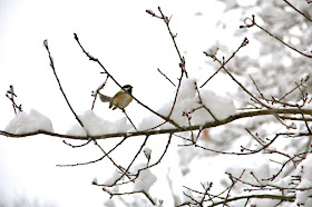chickadee estimating the weight of snowflakes
