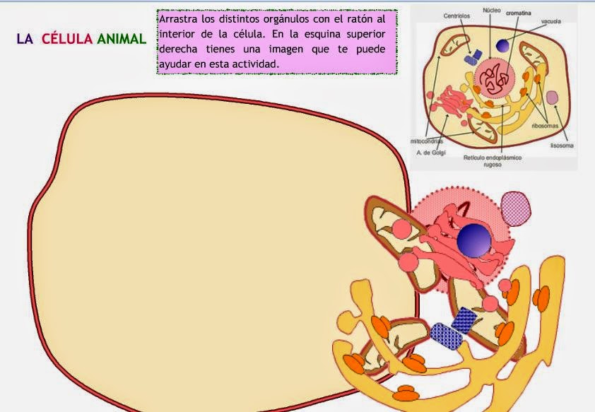 http://www.juntadeandalucia.es/averroes/manuales/canimal.swf