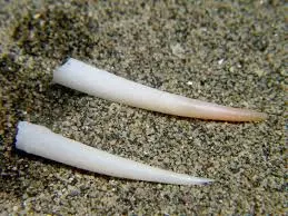 Dentalium vulgare