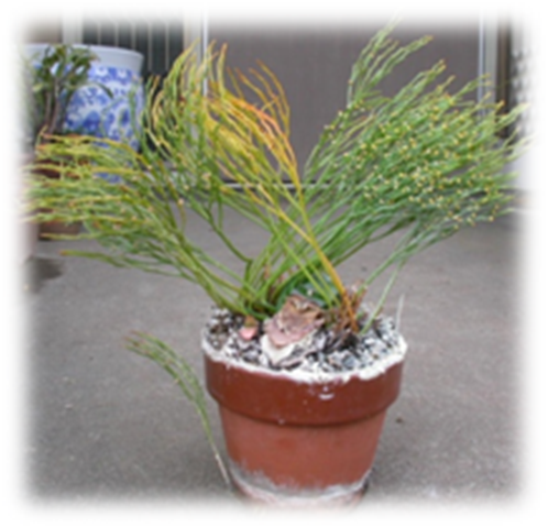 Psilotum nudum