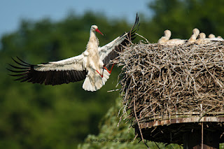 Wildlifefotografie Weißstorch Lippeaue Olaf Kerber