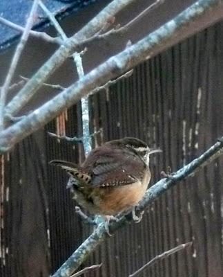 Carolina wren