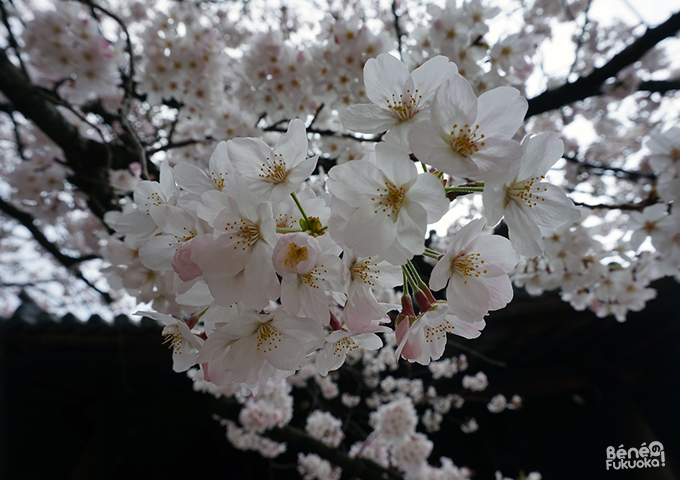 聖福寺の桜、福岡