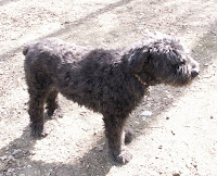 dog bouvier black