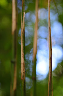 closeup of bamboo on a bokeh background
