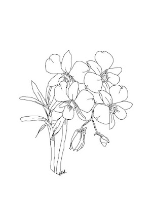 Flores para desenhar e colorir no papel - desenhos de orquideas