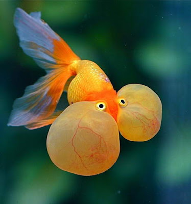 20 Gambar Lucu Gelembung Mata Ikan Koki Yang Keliatan 