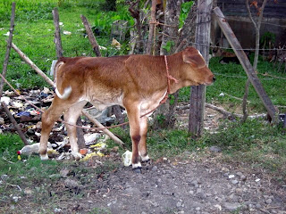 calf, Honduras