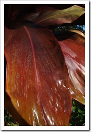 Cordyline fruticosa. Foto: M. Eiterer