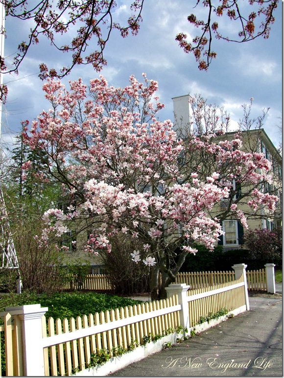 magnolia fence