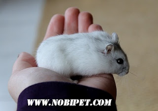 cach-phan-biet-chuot-hamster-winter-white-ww-va-campell-chuyen-nghiep-3