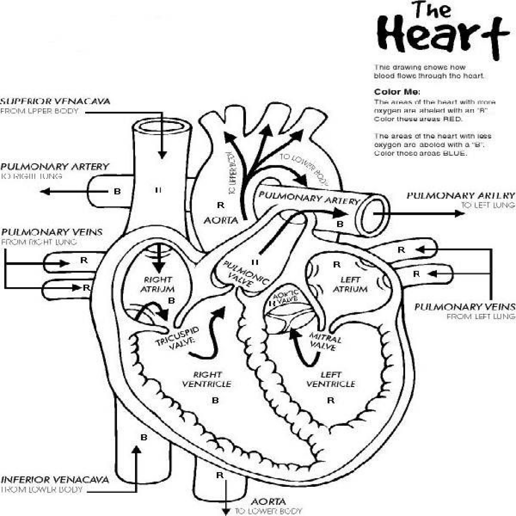 Anatomy Coloring Pages