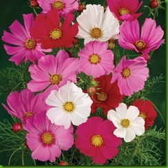 Cosmos sensation Cosmos sensation