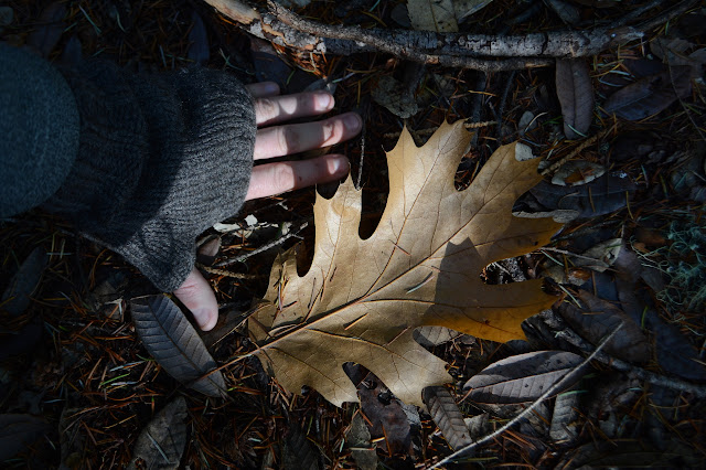 large leaf from a deciduous oak