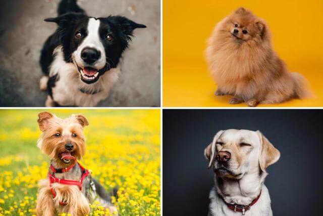 The 20 Most Famous dog Breeds