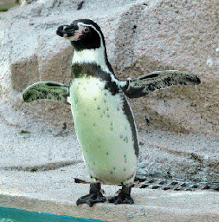 Humboldt Penguin