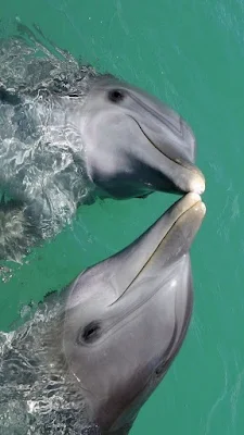 Os golfinhos, com sua graça inigualável e inteligência cativante, são verdadeiros embaixadores dos oceanos. Suas acrobacias saltitantes e seus olhares curiosos despertam um sentimento de conexão instantânea, como se compartilhássemos um elo especial com esses seres maravilhosos. Observá-los nadar em harmonia, brincar nas ondas e até mesmo interagir com os humanos em encontros emocionantes é uma experiência que toca profundamente o coração.