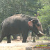 Amazing Expression for Kerala  State Animal Asian Elephant