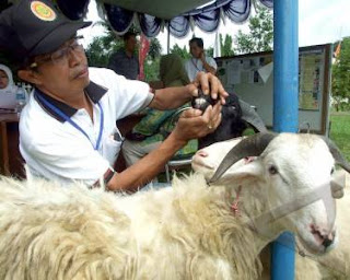 bagaimana memeriksa dan memilih hewan kurban yang sesuai syariat dan sehat