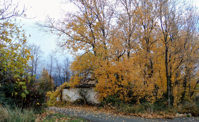 Balsa de Cogollos, cortijo, otoño