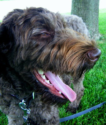 closeup of Alfie's face with a big happy smile!