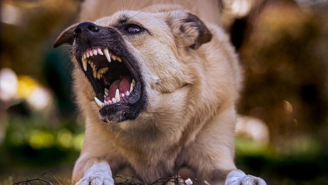 Why Do Dogs Become Aggressive?