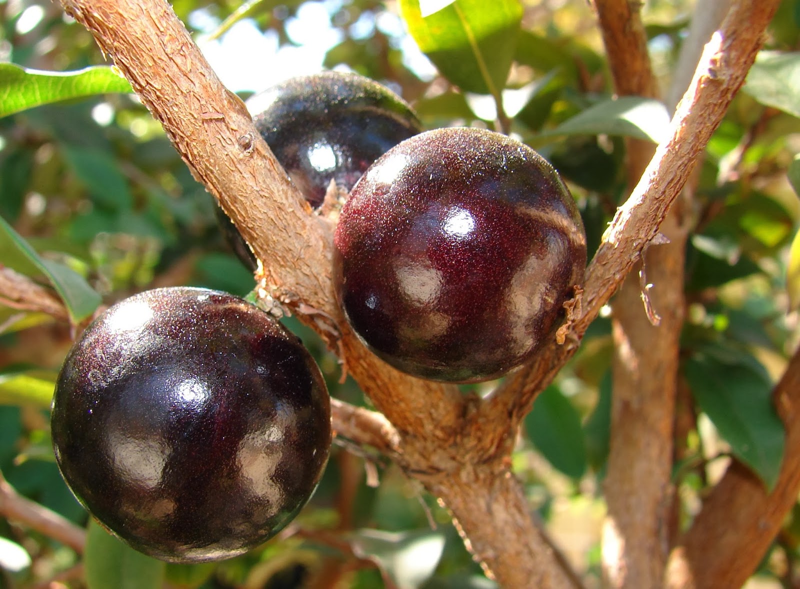 tanaman buah buahan tanaman buah anggur batang jaboticaba 