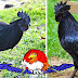 Cara Merawat Ayam Cemani Dengan Berbagai Perawatan Variasi