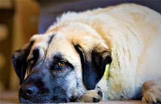 Anatolian Shepherd Dog (Turkish Kangal, Karabash)  History The breed of dogs Anatolian Shepherd belongs to one of the oldest, and, according to various archaeological studies, comes from hunting dogs that lived for 4000 years BC Their range of existence was in the territory of Mesopotamia, which includes part of modern Turkey. Due to its outstanding qualities as a defender and guard, thanks to its great strength, fearlessness, ability to resist even large predators, this dog has earned the respect of ancient people.  It can be said that the development of the breed took place naturally, due to the specifics of the activity and the way of life that predetermined this activity. This can include the protection of livestock in pastures, the protection of households, and hunting. Add to this a difficult climate, a large number of dangers, and, often, the need to roam with their owners or herds, moving on the Anatolian plateau. For many centuries of such life, the breed has hardened and has found clear outlines, which in many respects remain today.  The dog came to England thanks to archaeologist Charmian Hussey - he took several people with him around 1970. Since then, the breed of Anatolian Shepherd began to conquer the Western world, having previously conquered the eastern, for many centuries of service to people.  By the way, these dogs are very appreciated in Australia, where they appeared in 1985, and today is very popular along with the breed Australian Kelpie. However, if the latter is used for grazing, the Anatolian Shepherd serves security functions directly inside farmland.  There is now a lively debate as to whether the Anatolian Shepherd Dog is an independent breed, or whether the name can be described as a whole family of breeds similar to each other and living in the same territory. They include the dog Turkish Kangal, Akbash, and others.   Characteristics of the breed popularity                                                           03/10  training                                                                06/10  size                                                                        09/10  mind                                                                     07/10  protection                                                          10/10  Relationships with children                         06/10  dexterity                                                            06/10  Breed information country  Turkey  lifetime  10-13 years old  height  Males: 74-81 cm Bitches: 71-79 cm  weight  Males: 50-65 kg Suki: 40-55 kg  Longwool  Average  Color  any  Description These are large dogs with muscular physiques. They have long, strong paws, powerful breasts, and a wide head with ears hanging on the front part. The tail is fluffy, usually not bought. Weighing about 60-70 kg, the dog at first glance does not look as massive as, for example, Alabai (at a similar weight), but it's a deceptive feeling. The coat has an undercoat.     Personality The dog breed Anatolian Shepherd has great endurance and strength, and, not only external but also internal, that is - the strength of character. It is not recommended to have inexperienced owners or people of timid temper. If you are just such a person, at least hire an experienced trainer who would help to raise your pet.  This character trait is connected with the fact that the breed grew and developed over several thousand years in conditions of almost absolute loneliness. The dog was required to be protected by herds of cattle, without any special education and socialization. Therefore, in today's conditions, it is socialization and proper education that is necessary.  However, the dog in any case will retain its own independence - they keep a certain distance from strangers and unfamiliar guests of your house, watching what is happening from the outside. Sharp intelligence allows them to understand the owner and his requirements perfectly, but comments or rigor must be justified and fair.  This is a wonderful guard who will easily stop a big man on the run and will be at the cost of his life to protect the owner and his family. They have a penchant for innate aggression, but there is also kindness. If the Anatolian Shepherd dog is too angry, you may even find it difficult to stop her on command - consider it.  This breed loves walking, and generally likes to spend time outdoors, loves activity and games, needs training and communication. The ideal place for its maintenance is a private house with a courtyard, in part because it is very territorial. The Anatolian Shepherd Dog treats children and other pets, including cats. Although the latter should be introduced into the circle of communication from an early age.     Teaching Since it is an ancient breed with great inner strength, it will not be easy for a host with a weak character. After all, it is necessary to have confidence in their actions and words, without fear of the response of the animal or its disobedience. This inner confidence is the key to the dog's consciousness.  Training should begin at about six months old, and first to achieve the execution of simple commands. To do this, you can even help the dog to take the right posture, combining it with the team to form a logical connection. Here it is important perseverance and patience - it is necessary to return the pet to the process without anger. After all, he will want to play and run in 10 minutes. At first, it can be combined with games, but gradually it should become a serious occupation. Breaks should not be allowed.  Obedience and execution of commands always go along with the promotion of success and punishment for wrongdoing, it is an axiom. But, remember that the punishment should not be excessive. Many choose training with a professional trainer, and act very wisely - it will give the best results. Thus, at home, you will fix the material passed with a specialist.     Common Diseases Breed of dogs Anatolian Karabakh has good immunity and endurance and is able to withstand most known diseases. However, poor heredity and poor pet care can cause the following disorders.  hip dysplasia - hereditary disease; elbow dysplasia - this breed is not hereditary but arises due to improper content and development of bones; zomodekosis - it is caused by a demodex mite; hypothyroidism; entropion.     Also, according to recent studies, out of 23 test dogs, 4 died due to cancer in old age.   Care Thick wool with an undercoat requires at least, combing 1-2 times a week. Be sure to prune the claws, as well as make sure that the ears and eyes of the animal were clean, clearing them of sediment. You can buy a dog once a week or more often, if necessary.