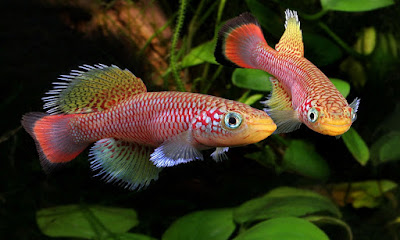 Bautiful color fish 