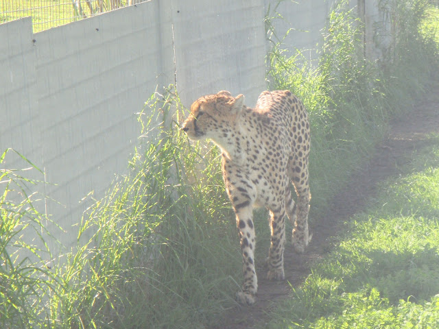 Amazing Cheetahs Facts, Amazing Cheetah