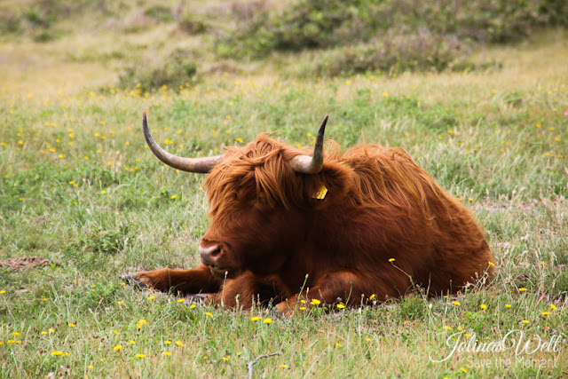 Schottisches Hochlandrind in den Dünen Bergen aan Zee in Nordholland